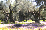 The Iconpainter's olive orchards